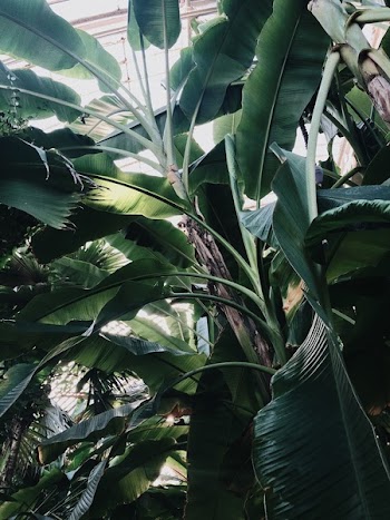 Low Angle Photo of Banana Tree