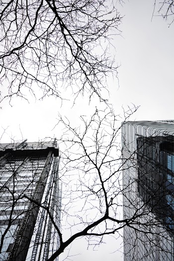 Low Angle Photo of Bare Tree