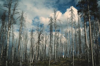 low-angle photo of birch trees during day time