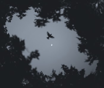 Low Angle Photo of Bird Flying during Night