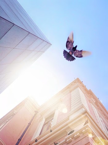 Low Angle Photo of Bird Flying Near Buildings