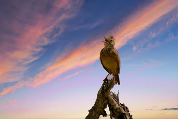 Low Angle Photo of Brown Bird Perch on Driftwood