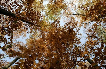 Low Angle Photo of Brown Leafed Trees