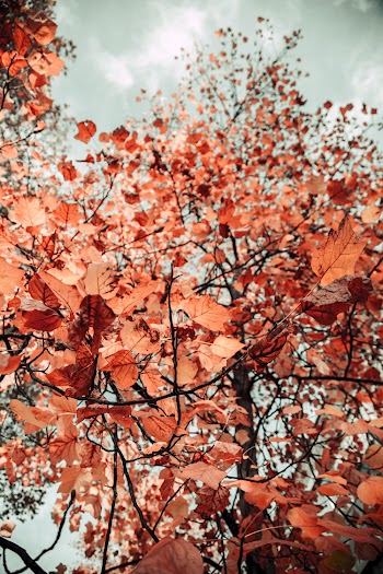 Low Angle Photo of Brown Leaves