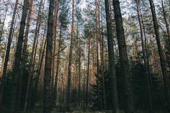 low angle photo of brown trees