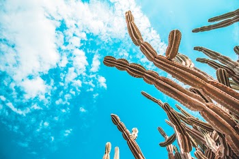 Low Angle Photo of Cactus