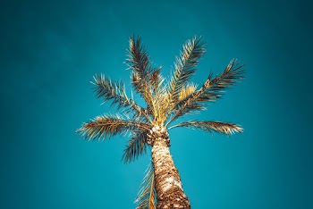 Low-angle Photo of Coconut palm tree