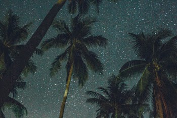 Low Angle Photo of Coconut Trees