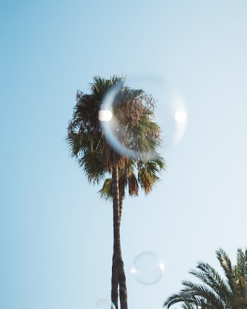 Low Angle Photo of Coconut Trees