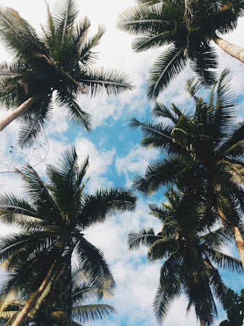 Low-Angle Photo of Coconut Trees