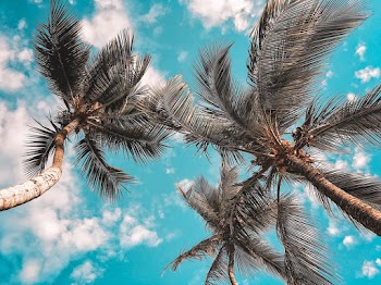 Low Angle Photo of Coconut Trees