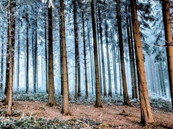 low angle photo of forest
