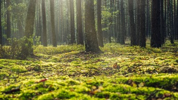 Low Angle Photo Of Forest
