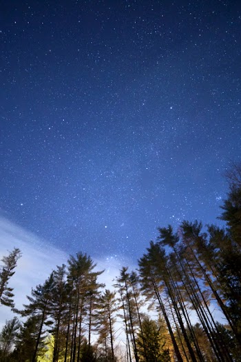 Low Angle Photo of Green Leaf Tall Trees Under Night Time