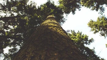 Low Angle Photo of Green Leaf Tree Under White Clouds during Daytime