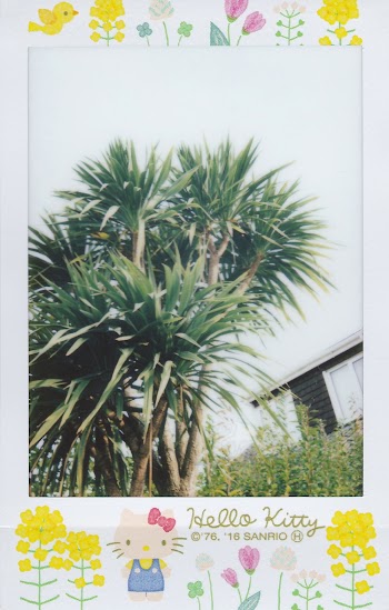 Low Angle Photo of Green-leafed Plants