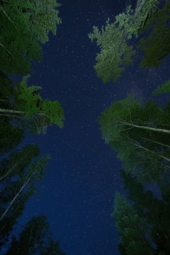Low-angle Photo of Green Trees
