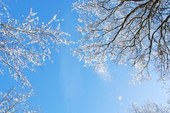 Low Angle Photo of Leafless Trees With Snows Under Clear Blue Sky