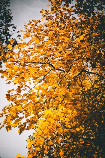 Low Angle Photo of Leaves