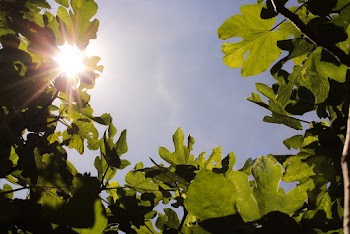 Low Angle Photo of Leaves Under Blue Sky