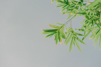 Low-angle Photo of Ovate Leafed Plant
