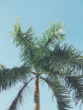 Low Angle Photo of Palm Tree