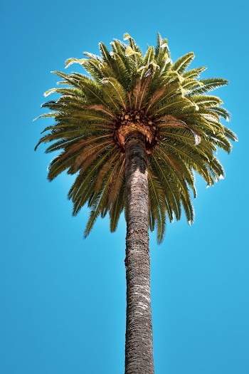 Low-Angle Photo of Palm Tree