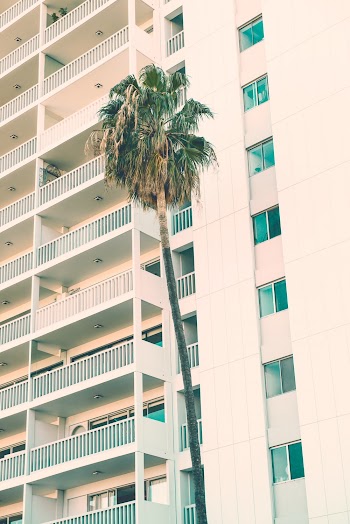 Low Angle Photo of Palm Tree
