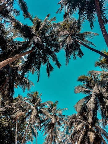 Low-Angle Photo of Palm Trees
