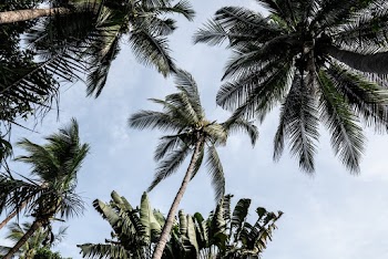 Low Angle Photo of Palm Trees
