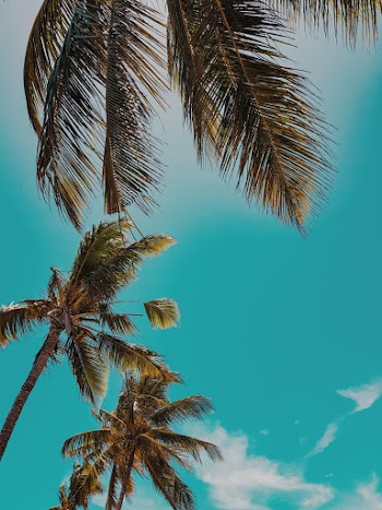 Low Angle Photo of Palm Trees during Daytime