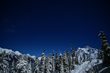 Low-Angle Photo of Pine Trees Covered by Snow