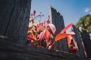 Low Angle Photo of Red Leafed Plants