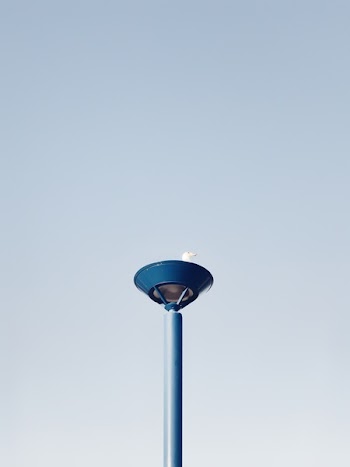Low Angle Photo of Ring-billed Gull Perching on Blue Metal Stand