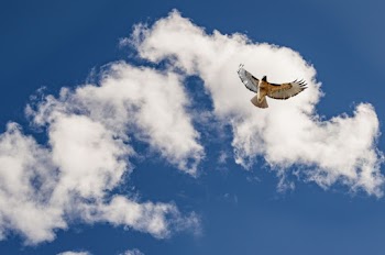 Low Angle Photo of Soaring Bird