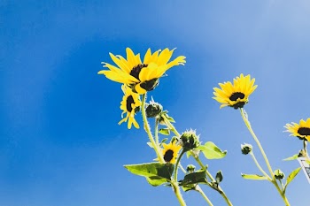 Low Angle Photo of Sunflower