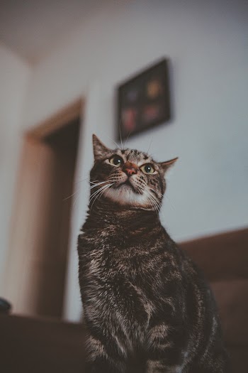 Low Angle Photo of Tabby Cat