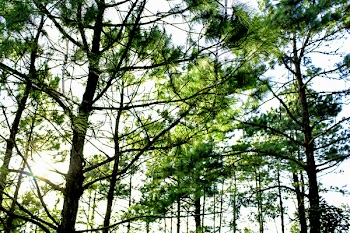 Low Angle Photo Of Tall Trees