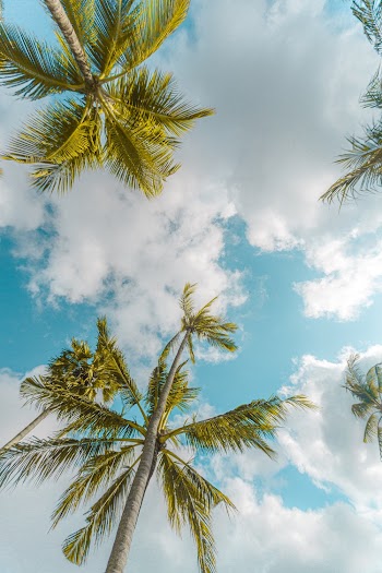Low-Angle Photo of Tall Trees