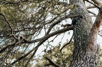 Low Angle Photo Of Tree
