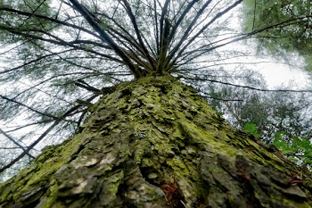 Low Angle Photo of Tree