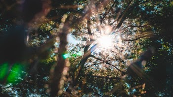 Low-Angle Photo of Tree Branches