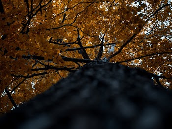 Low-Angle Photo of Tree Branches and Leaves
