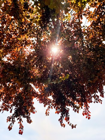 Low Angle Photo of Tree During Daytime
