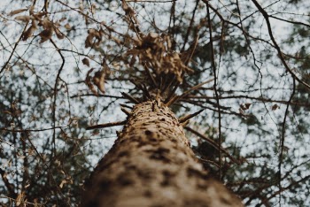 Low-Angle Photo of Tree Trunk