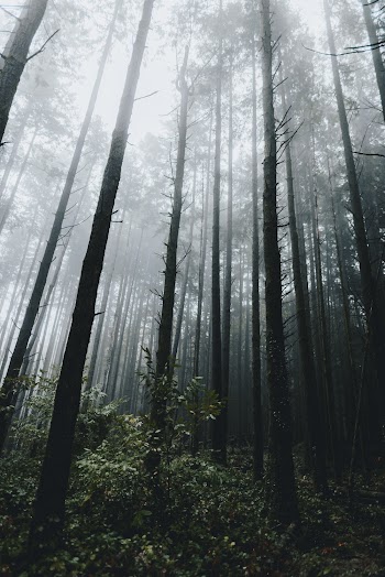 Low Angle Photo of Tree Trunks