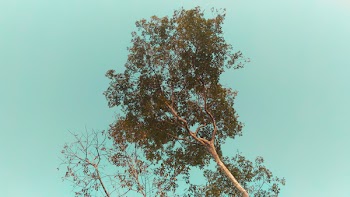 Low Angle Photo of Tree Under Cloudless Sky