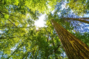 Low Angle Photo of Trees