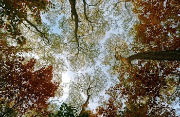 Low Angle Photo of Trees