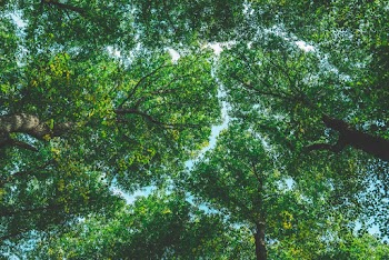 Low Angle Photo of Trees